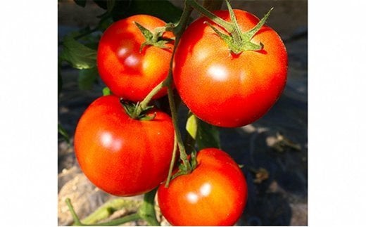 【3か月定期便】甘熟トマト『白岡の太陽』約4kg×3か月　【11246-0122】