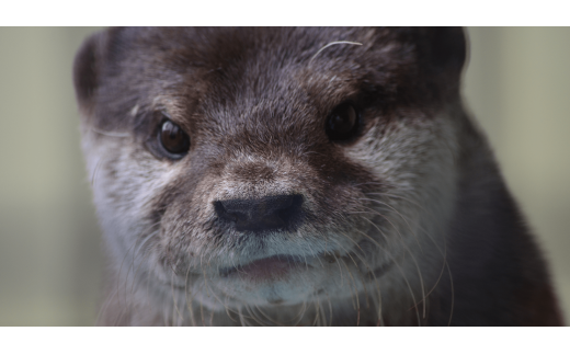 東武動物公園【入園券＋のりもの券１０枚綴り（ペア）】【11246-0237】