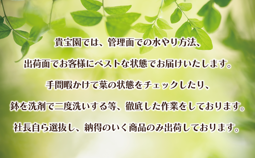 【プロが選ぶ観葉植物オリジナル曲りシリーズ10号】ベンガレンシス　【11246-0223】