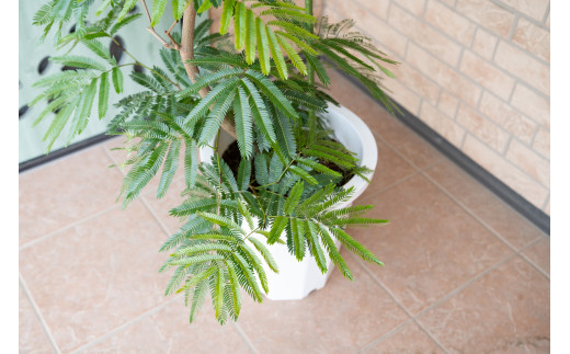 縲舌励Ο縺碁∈縺カ隕ウ闡画、咲黄繧ェ繝ェ繧ク繝翫Ν譖イ繧翫す繝ェ繝シ繧コ10蜿キ縲代お繝舌ヵ繝ャ繝繧キ繝・譖イ繧翫縲11246-0225縲