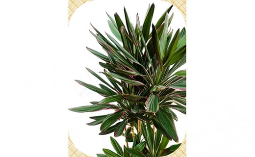 繝励Ο縺碁∈縺カ隕ウ闡画、咲黄縲ス槭し繝ウ繧エ縲7蜿キ驩「ス槭縲11246-0368縲