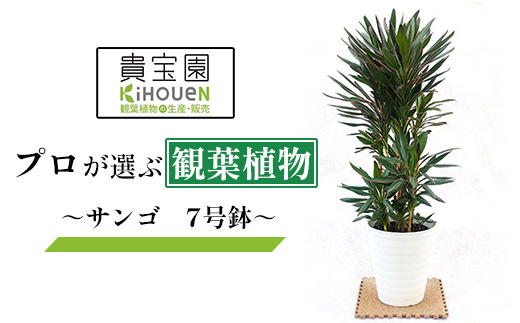 繝励Ο縺碁∈縺カ隕ウ闡画、咲黄縲ス槭し繝ウ繧エ縲7蜿キ驩「ス槭縲11246-0368縲