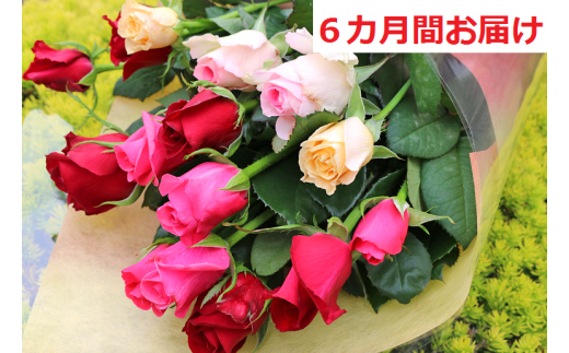 【約15本×6カ月】生産者直送　有機栽培で育った朝切りバラの花束　花の定期便　【11246-0077】