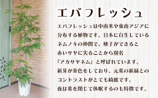 縲舌励Ο縺碁∈縺カ隕ウ闡画、咲黄繧ェ繝ェ繧ク繝翫Ν譖イ繧翫す繝ェ繝シ繧コ10蜿キ縲代お繝舌ヵ繝ャ繝繧キ繝・譖イ繧翫縲11246-0225縲
