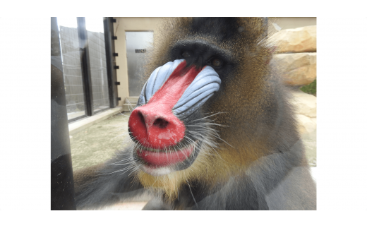 【値下げ】東武動物公園　ペア　パス