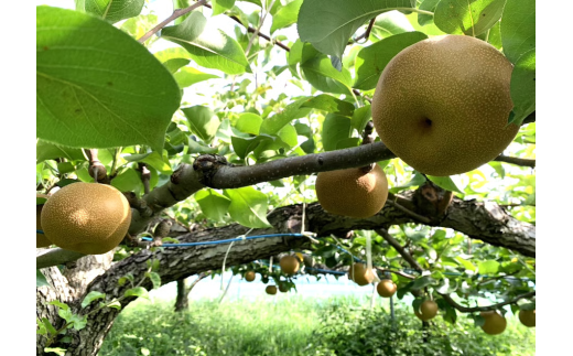 【2026年発送分 先行予約】アルファイノベーション株式会社　彩玉　3kg 5~6玉　「しずく」　【11246-0364】全国梨選手権　銅賞受賞