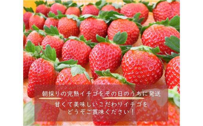 埼玉県嵐山町産いちご使用 特製いちごジャム3本セット