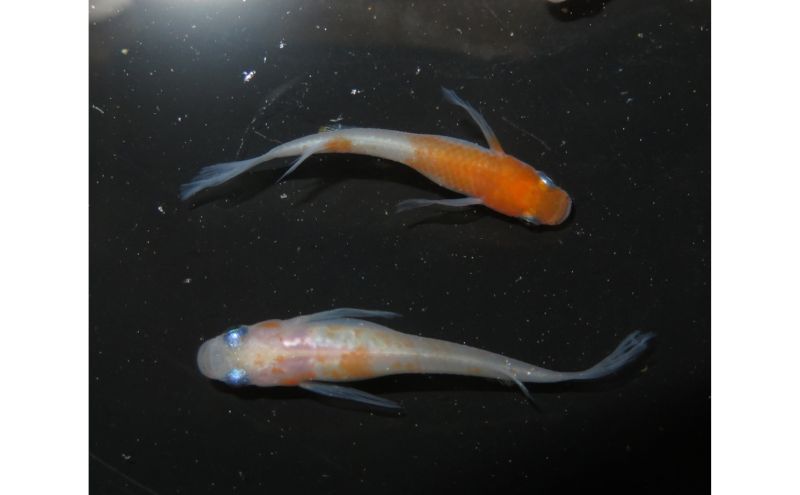 メダカ リンカ紅白体外光 めだか 魚 観賞魚 観賞用 飼育 ペット 淡水 生体 生物 西正ナチュラルライフ 嵐山町 埼玉県