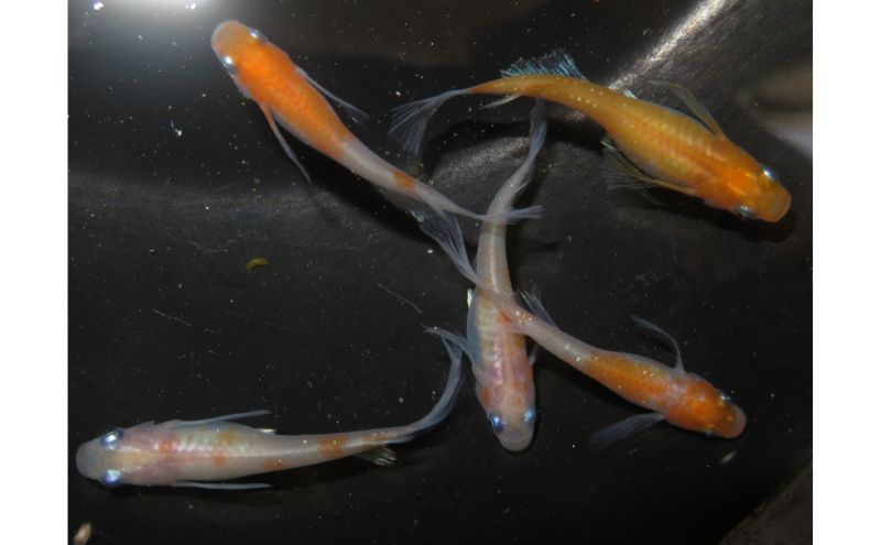 メダカ リンカ紅白体外光 めだか 魚 観賞魚 観賞用 飼育 ペット 淡水 生体 生物 西正ナチュラルライフ 嵐山町 埼玉県