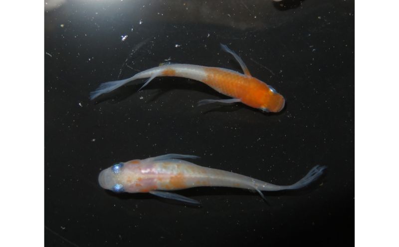 メダカ 松井ヒレ長リンカ紅白 めだか 魚 観賞魚 観賞用 飼育 ペット 淡水 生体 生物 西正ナチュラルライフ 嵐山町 埼玉県