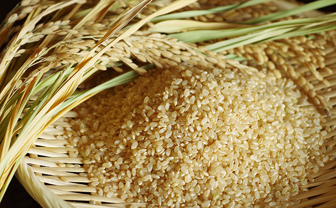 特別栽培米「コシヒカリ」玄米50kg（10kg×5回のお届け）