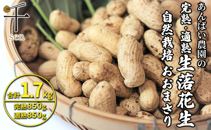 落花生 あんばい農園の完熟・適熟 生落花生 セット 1.7kg 食べ比べ　千ブランド【生落花生 落花生 食べ比べ 豆 つまみ おつまみ】 ピーナッツ 大粒