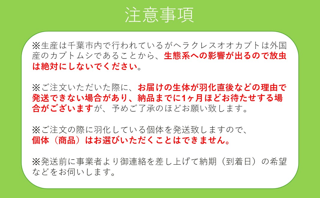 ヘラクレスオオカブト成虫ペア（♂130mm～・♀フリー）　【 生き物 昆虫 男の子 子供 飼育観察 夏休み 自由研究 自然 環境 学習 孫 プレゼント 】