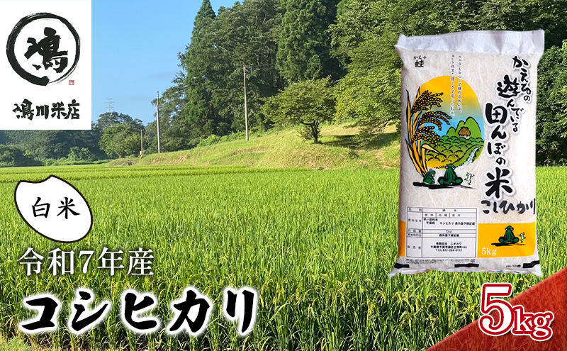 最短出荷 2日から7日以内に発送 令和7年 コシヒカリ　白米　5kg お米 精米 粘りつやつや 甘み 美味しい 新鮮