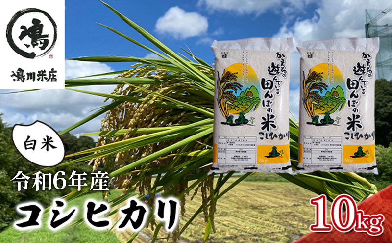 コシヒカリ　白米　10kg（5kg×2）令和6年産