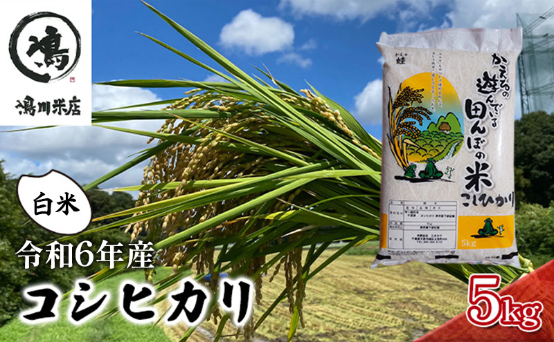 コシヒカリ　白米　5kg　令和6年産