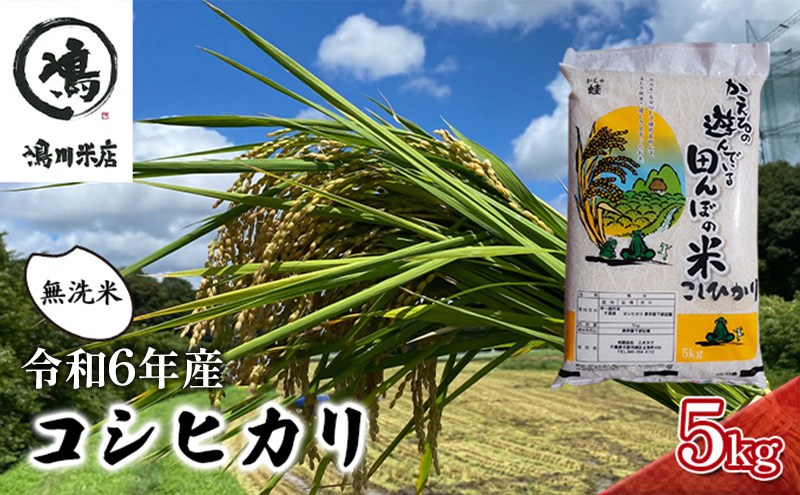 コシヒカリ 乾式無洗米 5kg 令和6年産