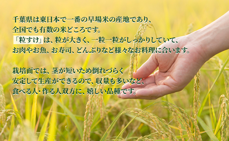 粒すけ　真空パック　5キロ　無洗米　定期便2ヶ月 お米 銘柄米 ご飯 おにぎり お弁当 和食 白米 精米 