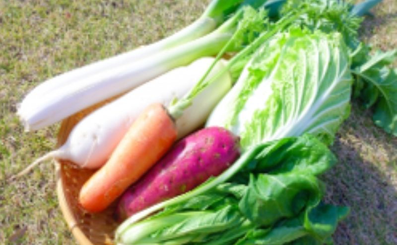 野菜 定期便 3ヶ月 2～4名様向け 旬の野菜 7種 セット 生野菜 やさい 新鮮 鮮度 産地直送 詰め合わせ 冷蔵 千葉 定期 お楽しみ 3回