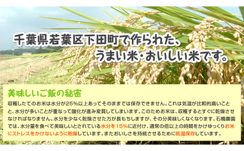 米 若葉の舞 コシヒカリ 玄米食用5kg こしひかり お米 玄米 千葉 千葉県 低温保存