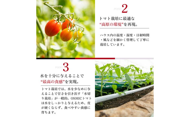 OSMIC FIRST PRINCESS 4箱セット　【トマト オスミック 千 ブランド ミニトマト 野菜】 国産 付け合わせ サラダ トッピング 糖度11 驚きの甘さ 
