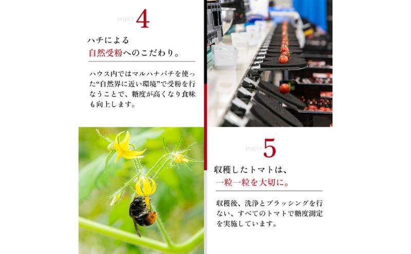 OSMIC FIRST PRINCESS 4箱セット　【トマト オスミック 千 ブランド ミニトマト 野菜】 国産 付け合わせ サラダ トッピング 糖度11 驚きの甘さ 