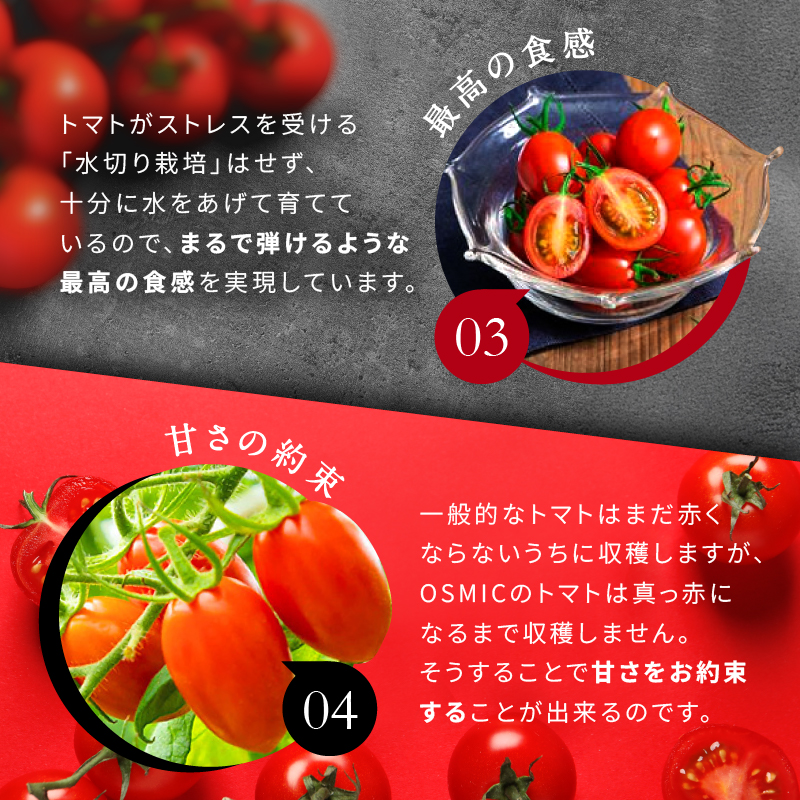 OSMIC FIRST PRINCESS 4箱セット　【トマト オスミック 千 ブランド ミニトマト 野菜】 国産 付け合わせ サラダ トッピング 糖度11 驚きの甘さ 