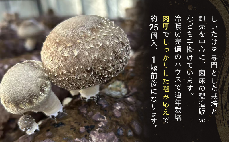 しいたけ 肉厚生椎茸1kg 椎茸 シイタケ 高品質 通年栽培 肉厚 大粒 しっかり 噛み応え きのこ 千葉市 千葉県