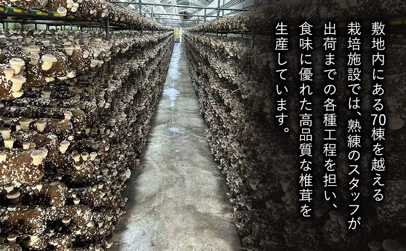 しいたけ 肉厚生椎茸1kg 椎茸 シイタケ 高品質 通年栽培 肉厚 大粒 しっかり 噛み応え きのこ 千葉市 千葉県