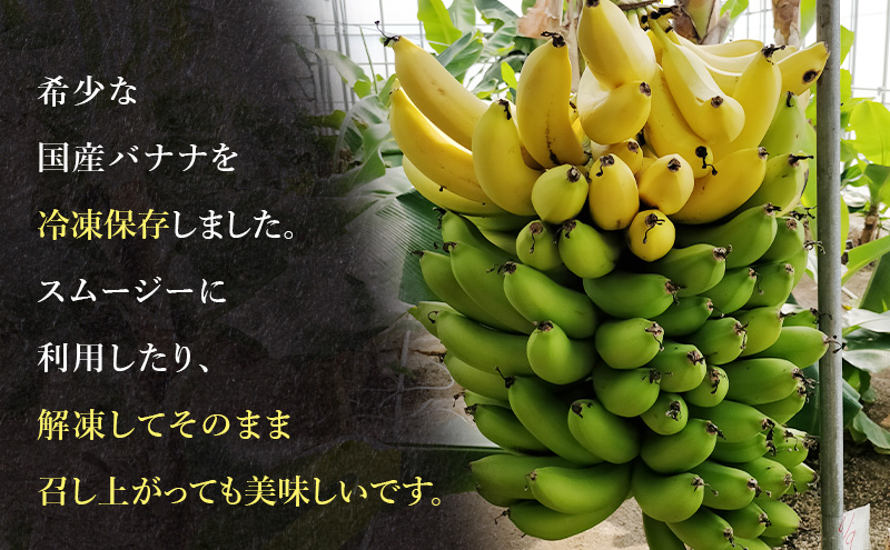 幻の品種 グロスミッシェル種 千葉市産 冷凍バナナ 1kg バナナ 果物 フルーツ 冷凍 千葉市