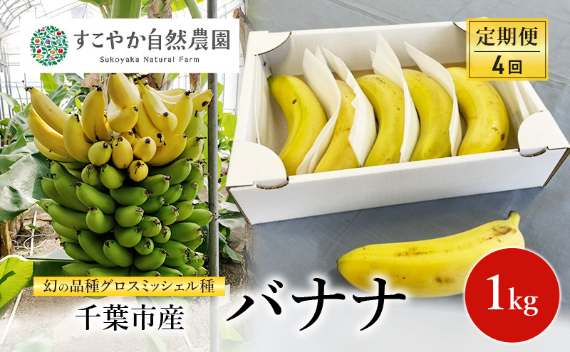 幻の品種 グロスミッシェル種 千葉市産 バナナ 1kg 定期便（4回）1月～4月出荷 果物 フルーツ 千葉市