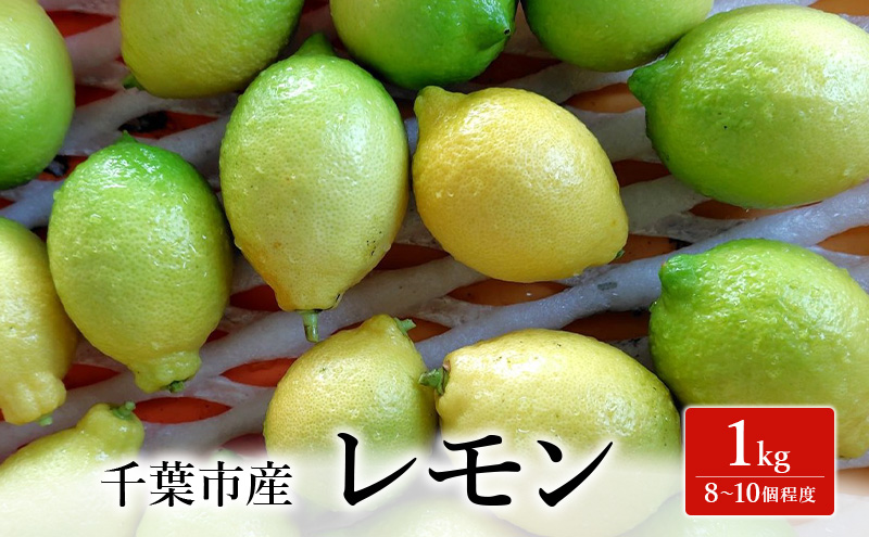 レモン 1kg 果物 フルーツ 国産 千葉市