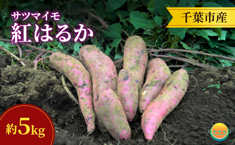 【先行受付】サツマイモ（紅はるか）約5kg 千葉市産／土付き無選別／未来につなぐ農業「つなぐファーム」／2025年12月上旬頃から順次発送