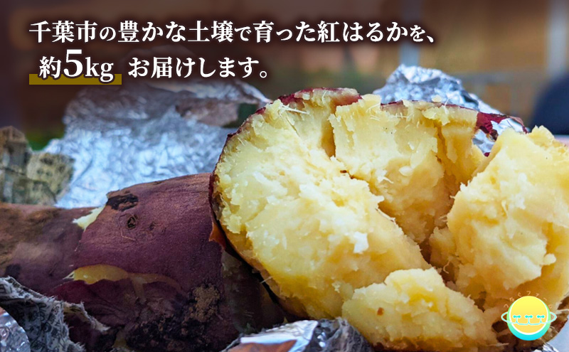 【先行受付】サツマイモ（紅はるか）約5kg 千葉市産／土付き無選別／未来につなぐ農業「つなぐファーム」／2025年12月上旬頃から順次発送