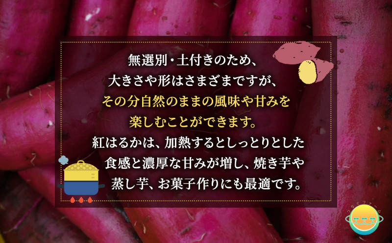 【先行受付】サツマイモ（紅はるか）約5kg 千葉市産／土付き無選別／未来につなぐ農業「つなぐファーム」／2025年12月上旬頃から順次発送