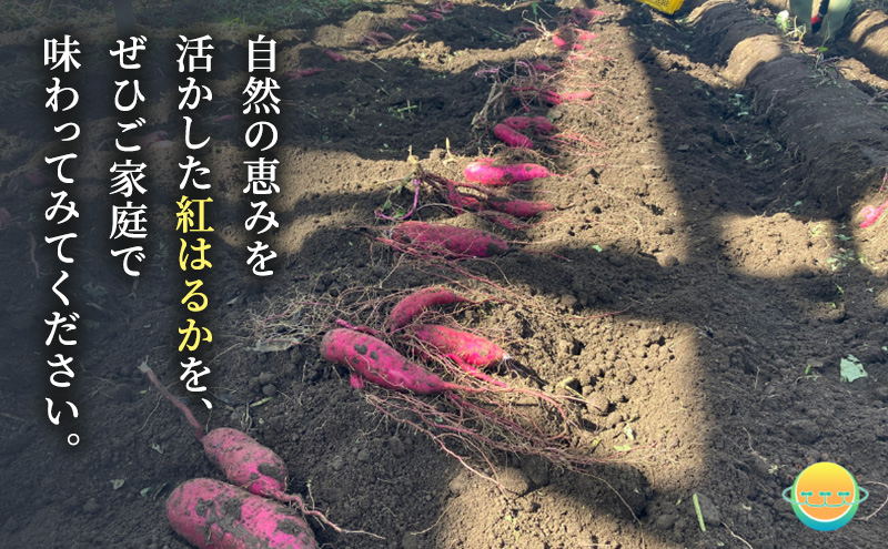 【先行受付】サツマイモ（紅はるか）約5kg 千葉市産／土付き無選別／未来につなぐ農業「つなぐファーム」／2025年12月上旬頃から順次発送