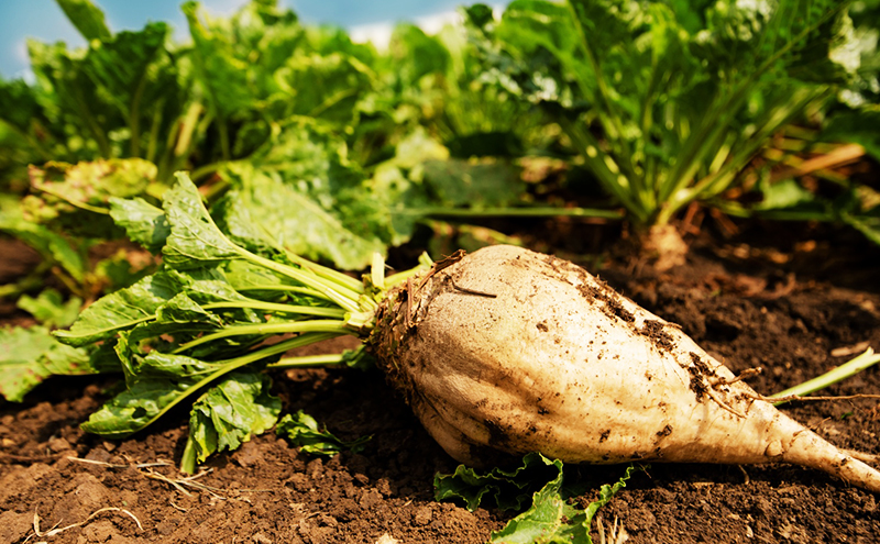砂糖 てんさいのお砂糖 500g×10個 北海道産 てんさい原料 てんさい 甜菜 ミネラル 上品な甘さ 野菜 フルーツ ヴィーガン 料理 調味料 千葉市 千葉県