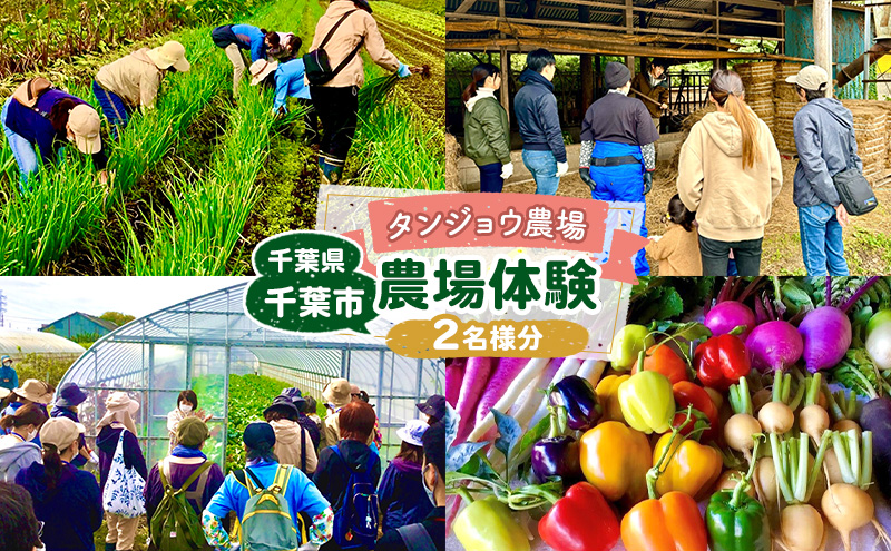 タンジョウ農場 農場体験 ペアチケット 体験 農業体験 チケット ランチ スイーツ 野菜のおみやげ付 千葉市 千葉県