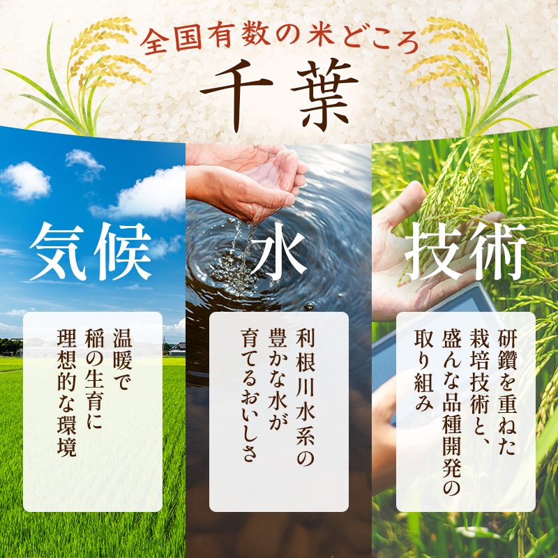 令和7年 無洗米 コシヒカリ 5kg 令和7年産 米 お米 精米 白米 単一原料米 ブランド米 早場米 こめ コメ おこめ ご飯 ごはん 5キロ 送料無料 お米マイスター 選定 千葉産 千葉 千葉県 千葉市