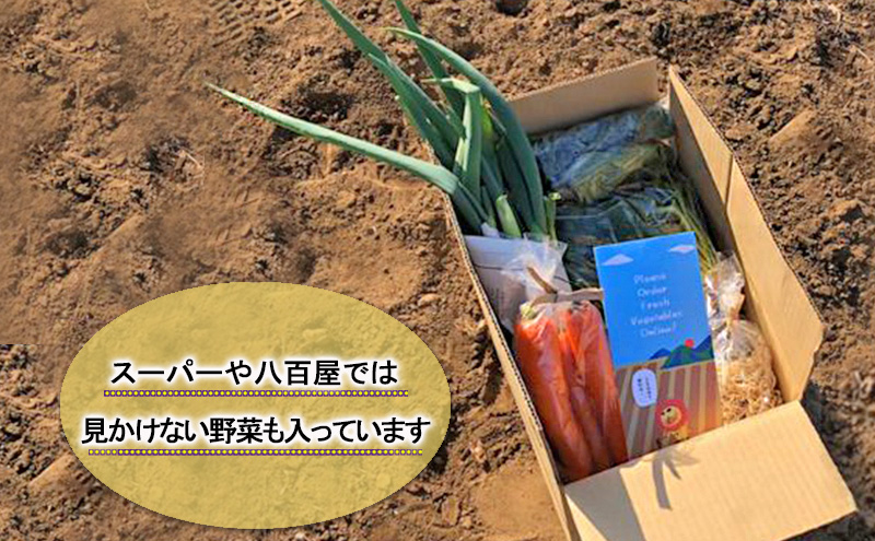 1名様向け／野菜5種セット 野菜セット 野菜詰合せ 産地直送 旬の野菜 農園直送 食べ物 食品 グルメ 食卓 ベジタブル 国産 日本産 国産野菜 
