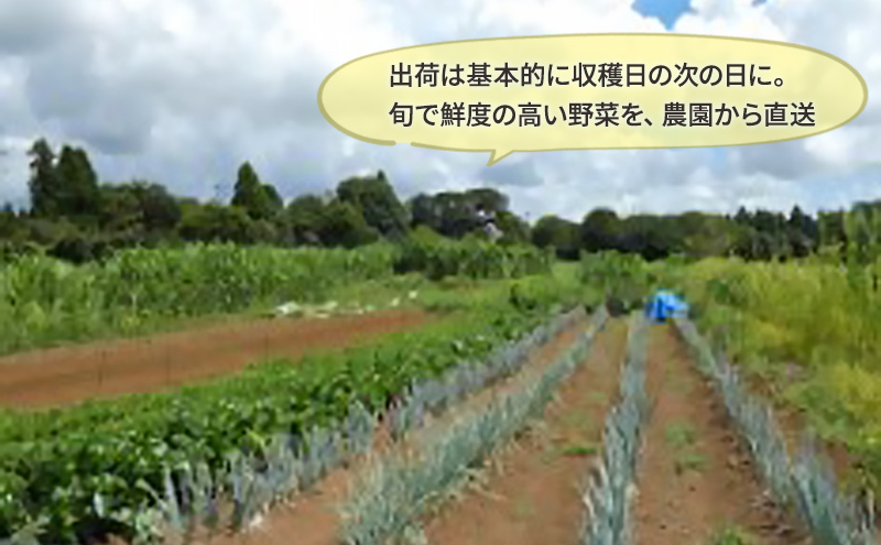 1名様向け／野菜5種セット 野菜セット 野菜詰合せ 産地直送 旬の野菜 農園直送 食べ物 食品 グルメ 食卓 ベジタブル 国産 日本産 国産野菜 