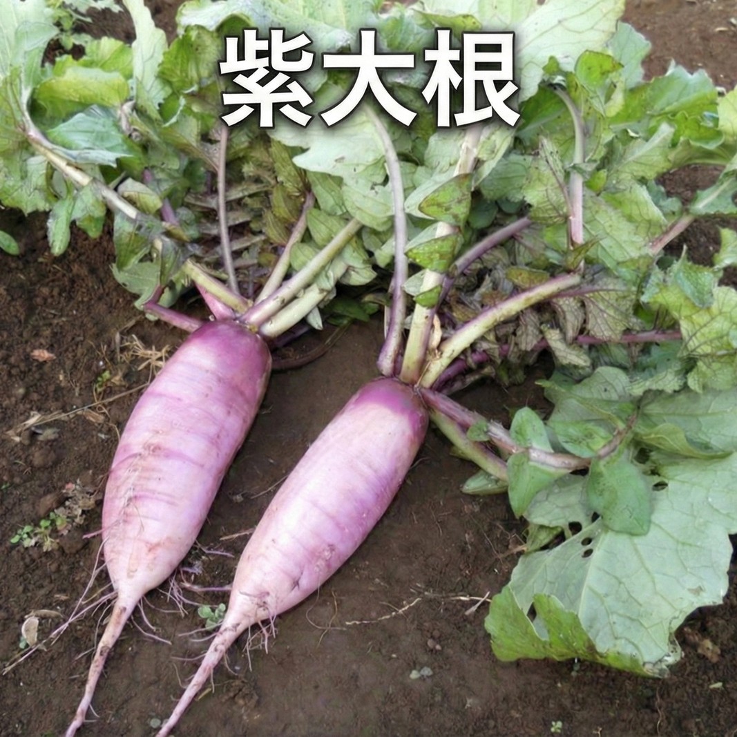 1名様向け／野菜5種セット 野菜セット 野菜詰合せ 産地直送 旬の野菜 農園直送 食べ物 食品 グルメ 食卓 ベジタブル 国産 日本産 国産野菜 