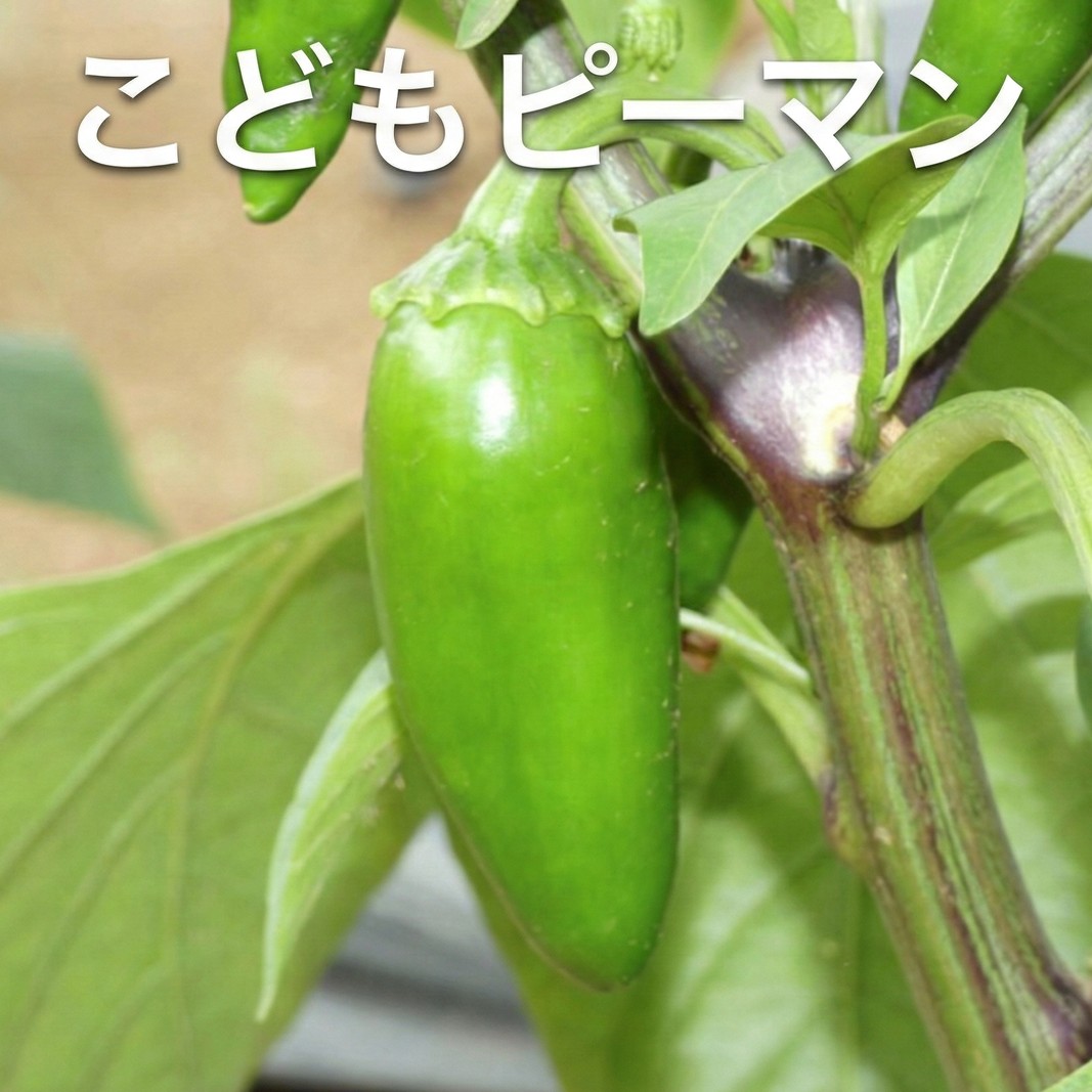 1名様向け／野菜5種セット 野菜セット 野菜詰合せ 産地直送 旬の野菜 農園直送 食べ物 食品 グルメ 食卓 ベジタブル 国産 日本産 国産野菜 