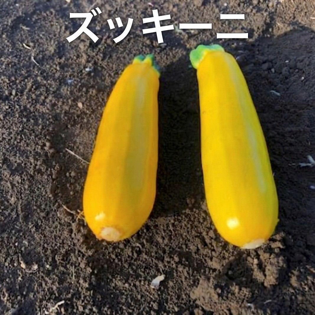 1名様向け／野菜5種セット 野菜セット 野菜詰合せ 産地直送 旬の野菜 農園直送 食べ物 食品 グルメ 食卓 ベジタブル 国産 日本産 国産野菜 
