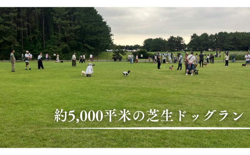 稲毛海浜公園ドッグラン回数券（3回分/15キロ以下対象） チケット 利用券 回数券 ペット 犬 ドッグラン DOG　PARK INAGE 屋外 千葉県 千葉市 稲毛