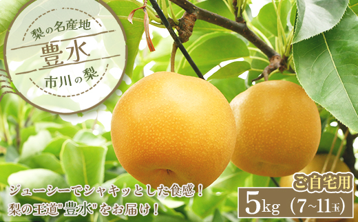 市川の梨　ご自宅用　豊水【5kg】大玉（7〜11玉）　【12203-0325】
