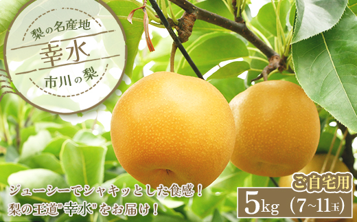 市川の梨　ご自宅用　幸水【5kg】大玉（7〜11玉）　【12203-0329】