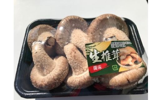 【茎まで美味しい】一休しいたけ　特大サイズ8パック　【12203-0162】