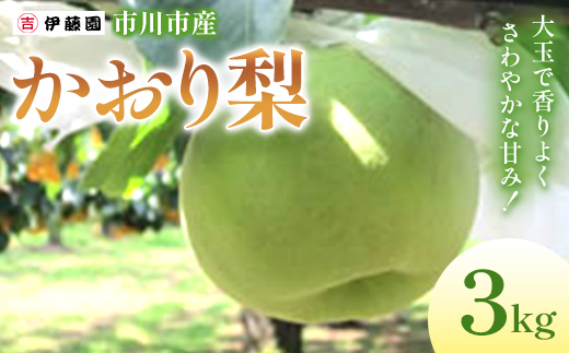 市川の梨 かおり 3kg [12203-0458] なし ナシ 市川のなし 果物 くだもの フルーツ 市川市 梨の伊藤園