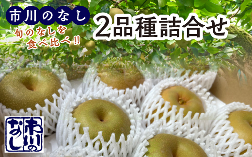 市川のなし「2品種詰め合わせ」　3kg（5～9玉）　【12203-0441】